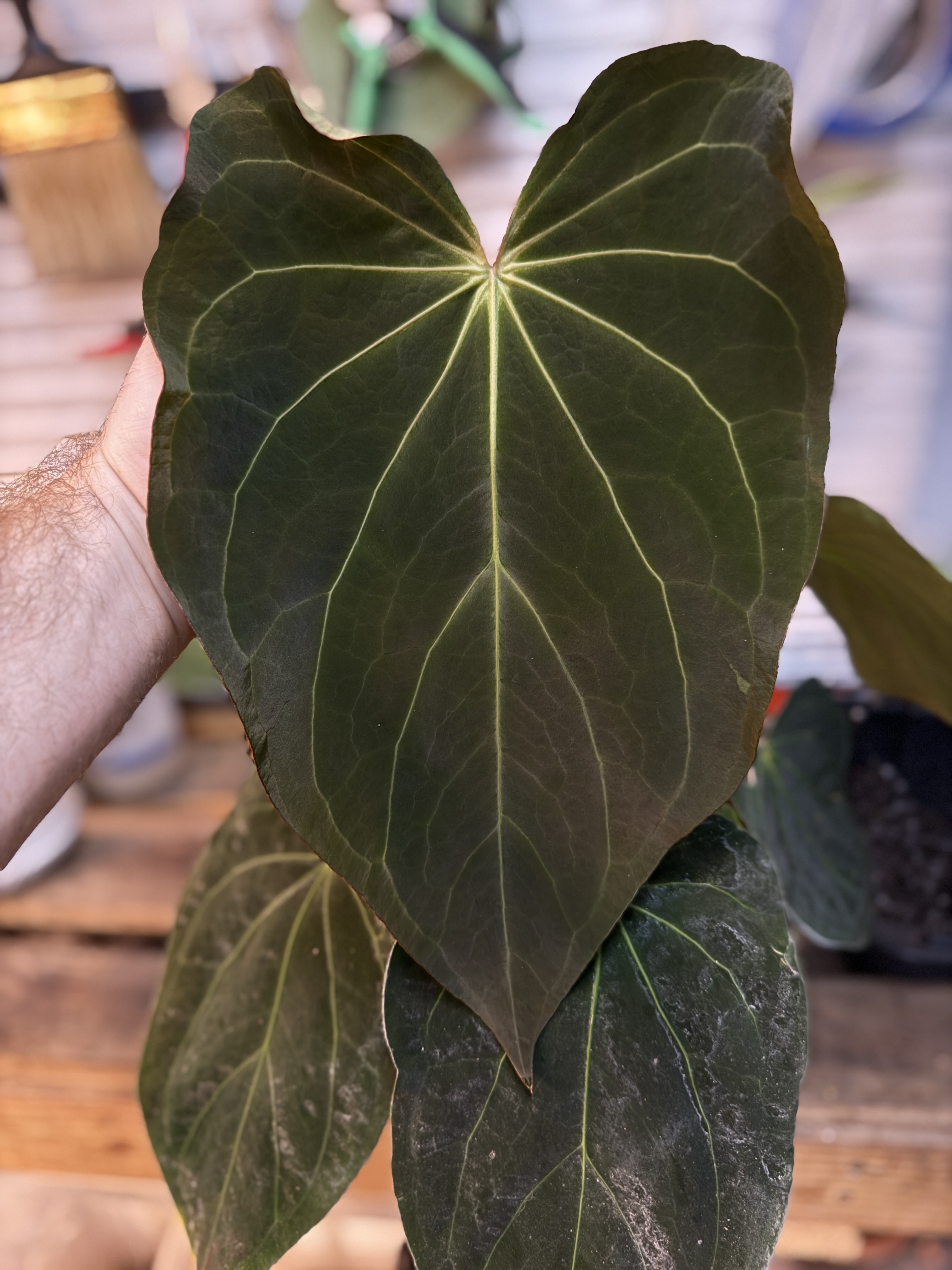 Anthurium 'Amy'